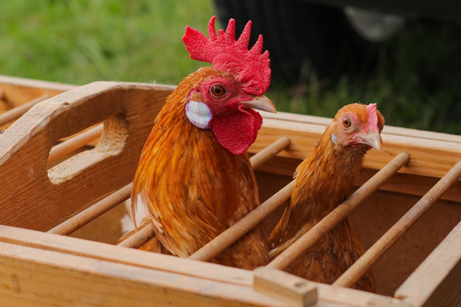 Osječka golubarska pija, rujan 2022. Osječka golubarska pija, rujan 2022.