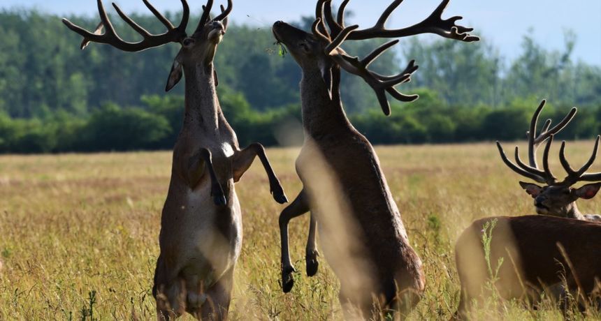 Jeleni u Kopačkom ritu Jeleni u Kopačkom ritu