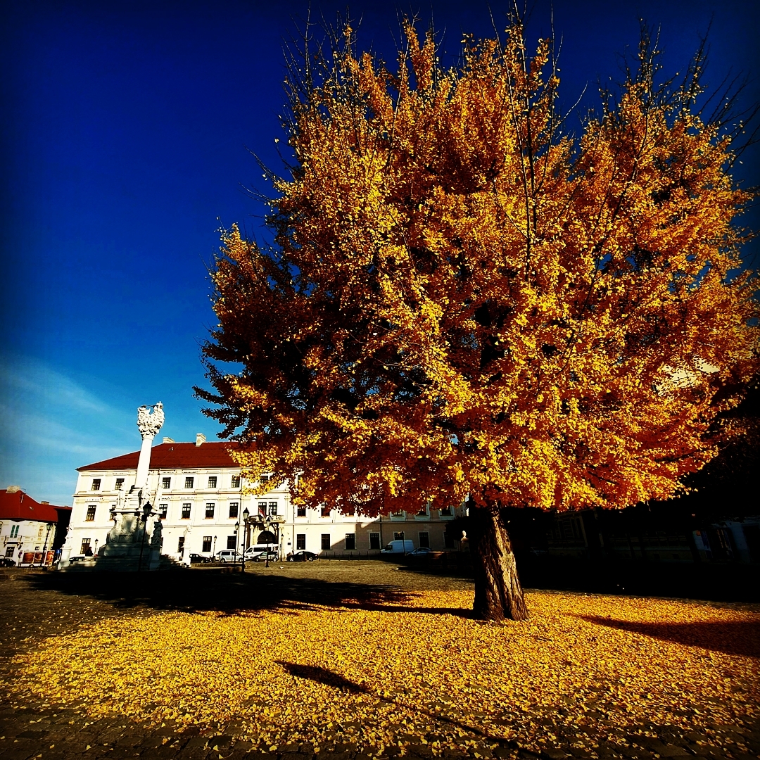 Ginko u osječkoj Tvrđi