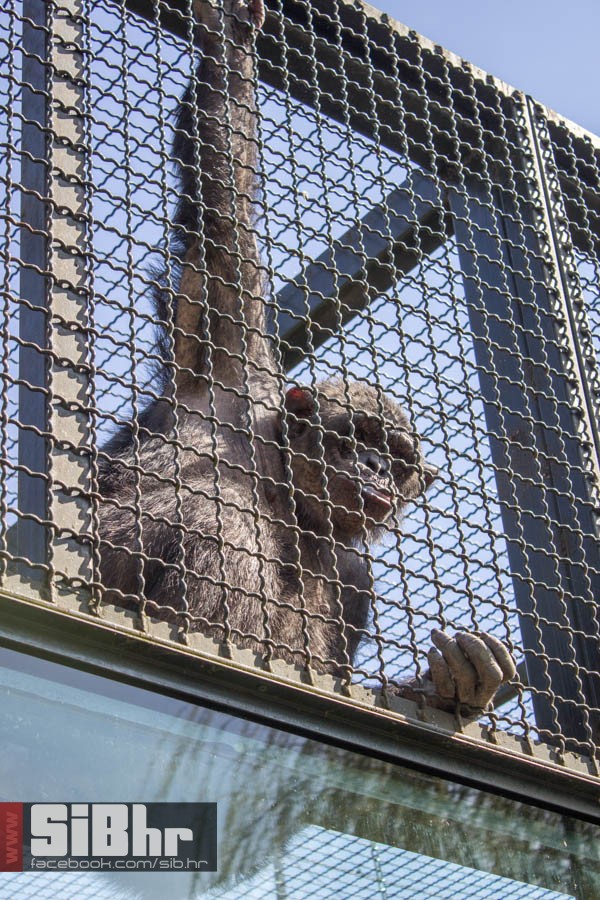zoo_vrt_34