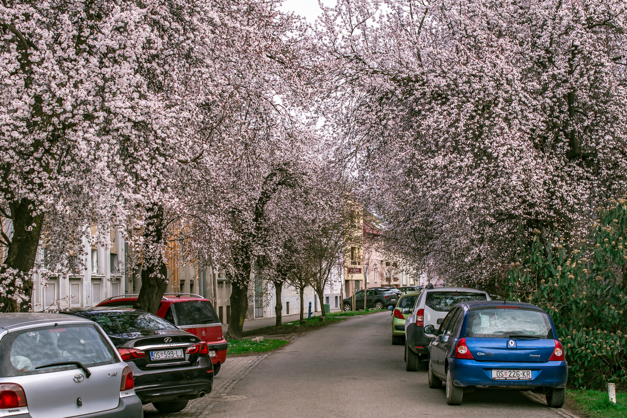 Procvjetala je osječka ulica ringlova