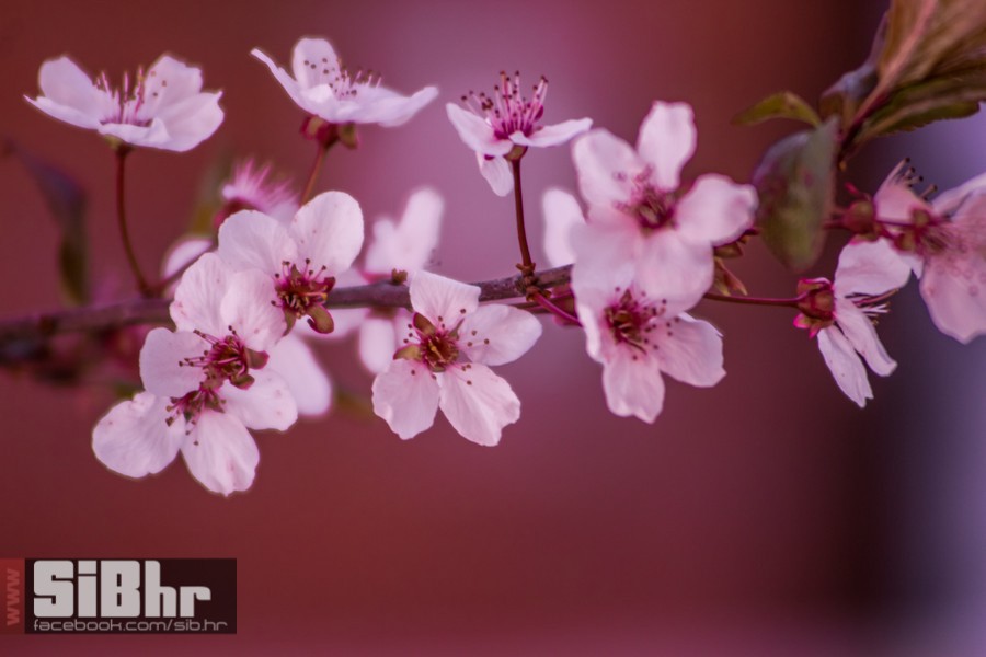 ulica_ringlova_ivica_benic_sibh