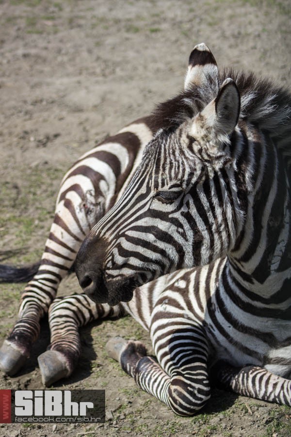 zoo_vrt_92