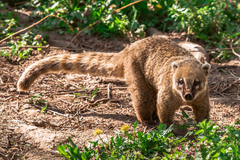ZOO vrt  Osijek u proljeće