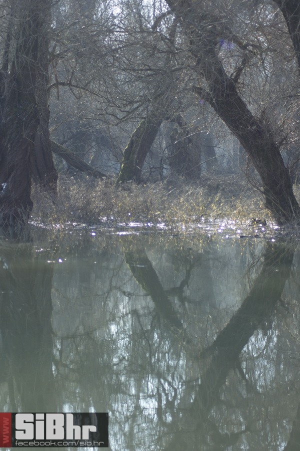 kopackii_24