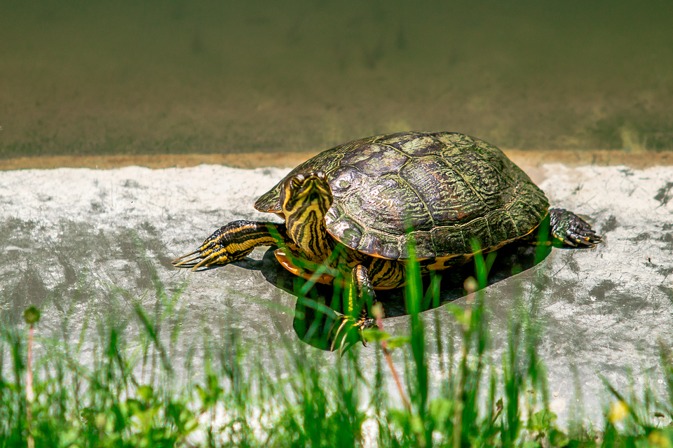 ZOO vrt  Osijek u proljeće