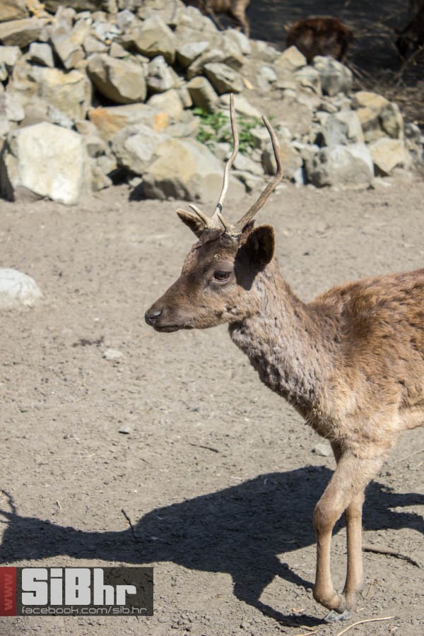 zoo_vrt_56