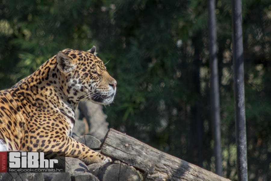 zoo_vrt_42