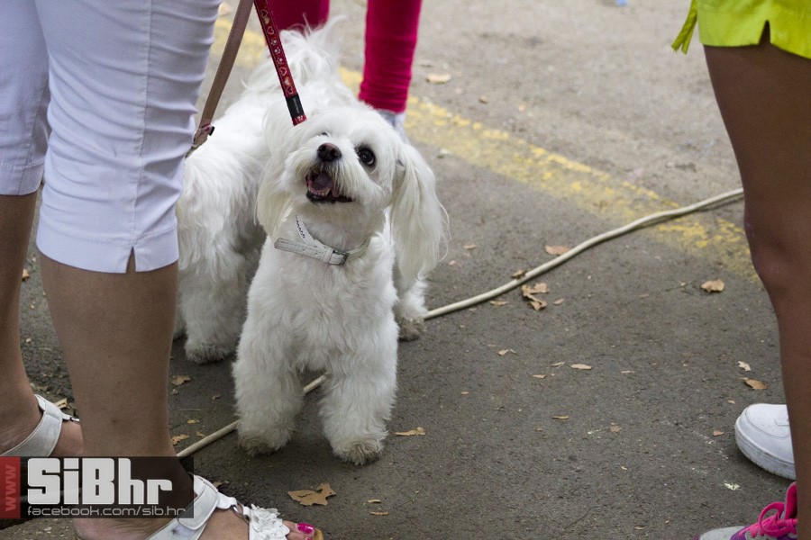 zemlja_bez_granica_sjenjak_76