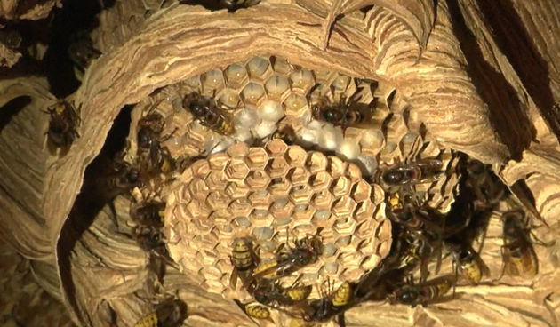 stršljen stršljeni