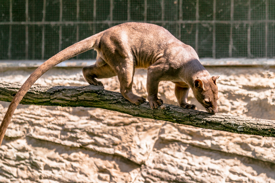 ZOO vrt  Osijek u proljeće
