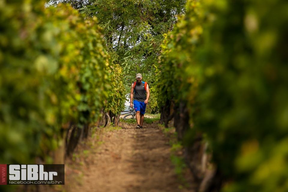 wine_fest_erdut_2016_SiBhr_4