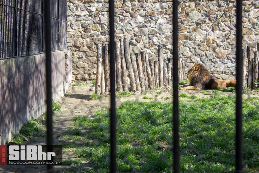 zoo_vrt_43