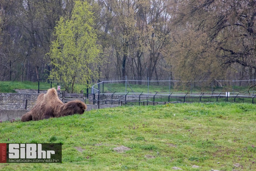 zoo_uskrs_2016_sibhr_167