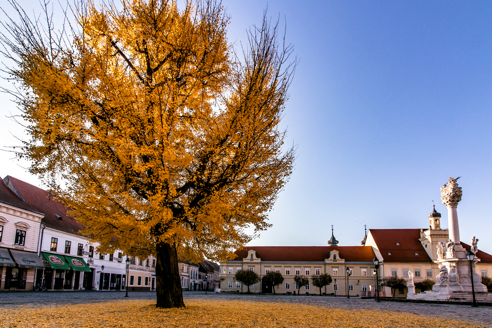 Ginko u osječkoj Tvrđi