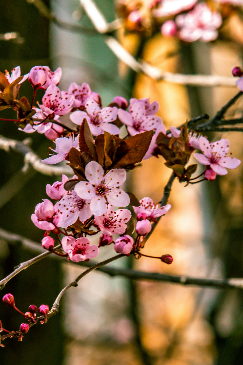 Ulica ringlova u Osijeku