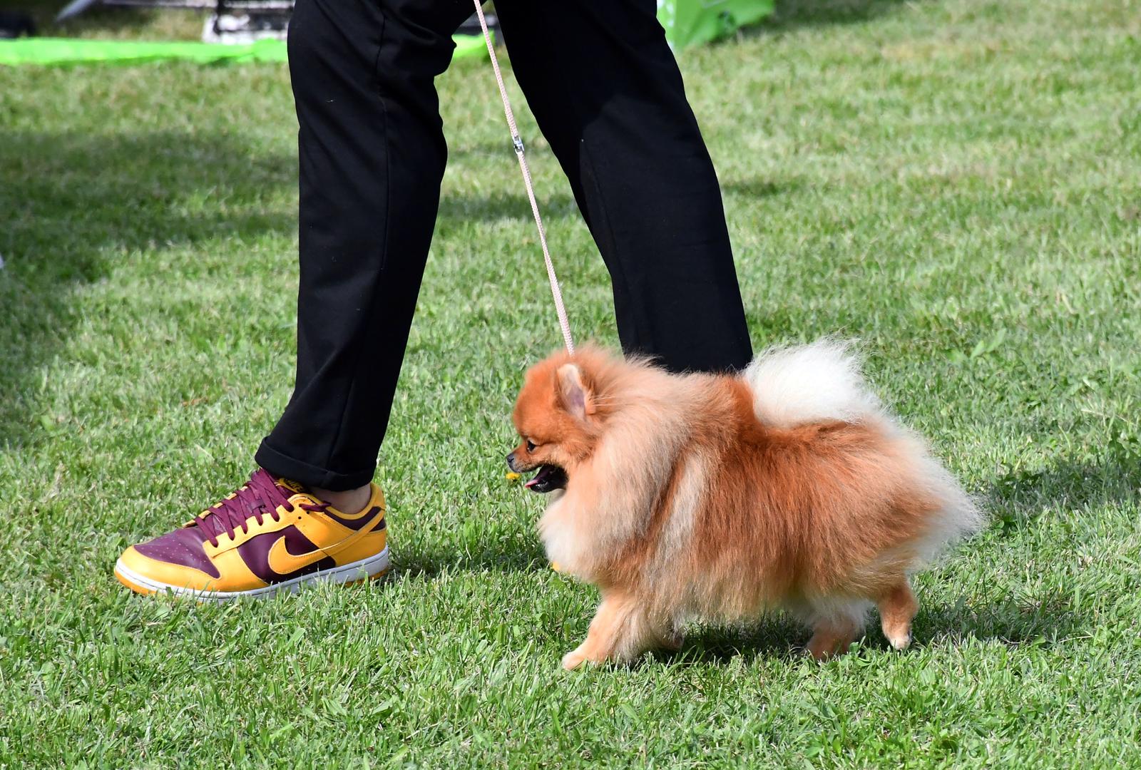 Nacionalna izložba pasa svih pasmina u Slavonskom Brodu