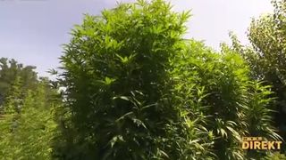 Image 5000640 (auto)