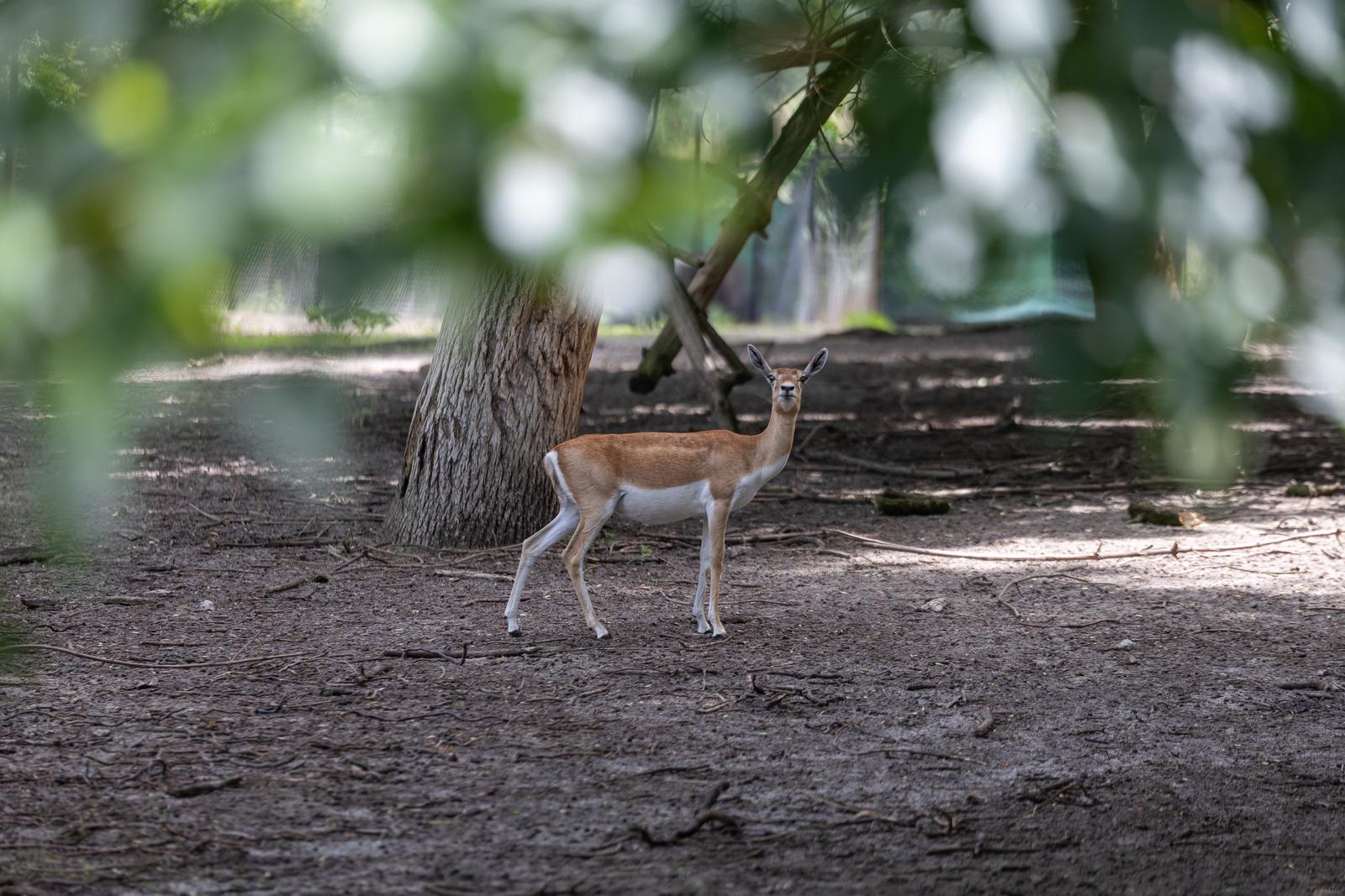 Preplavljeni osječki ZOO vrt intrigira životinje i posjetitelje