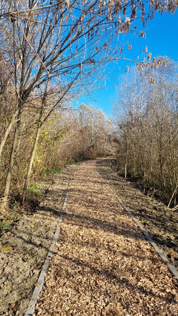 Šumica na lijevoj obali Drave