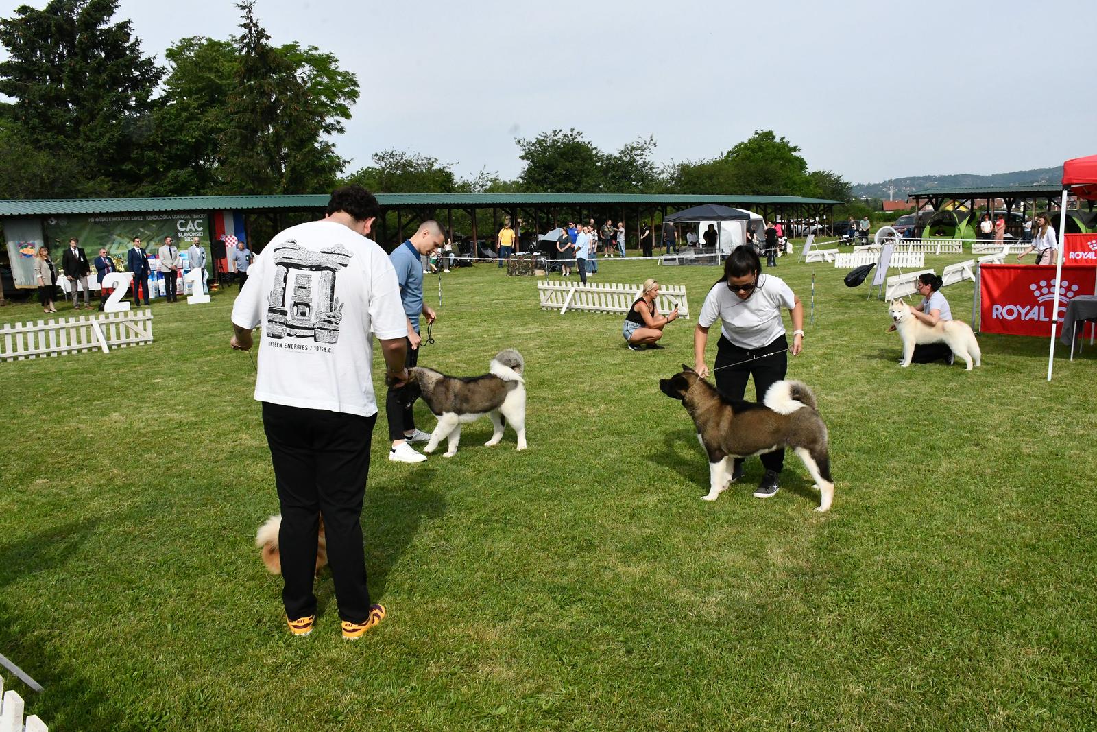 Nacionalna izložba pasa svih pasmina u Slavonskom Brodu