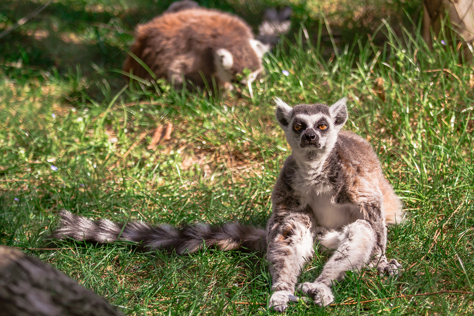 ZOO vrt  Osijek u proljeće