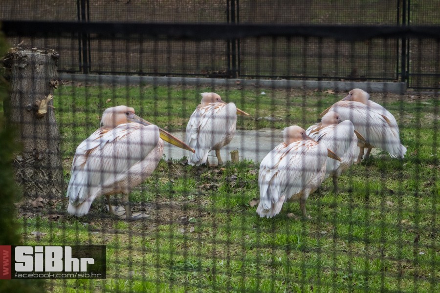 zoo_uskrs_2016_sibhr_77