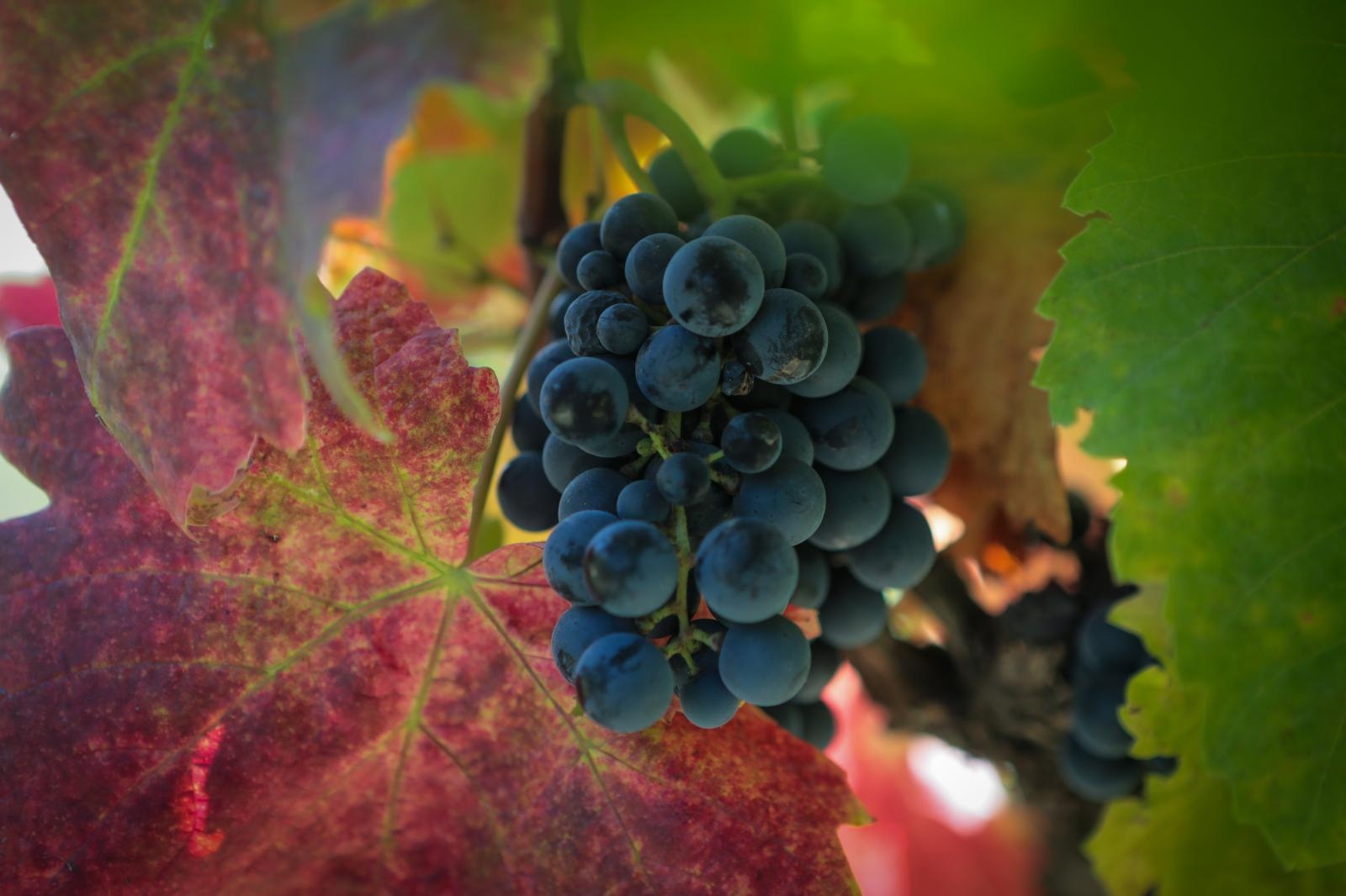 Baranjski vinogradi