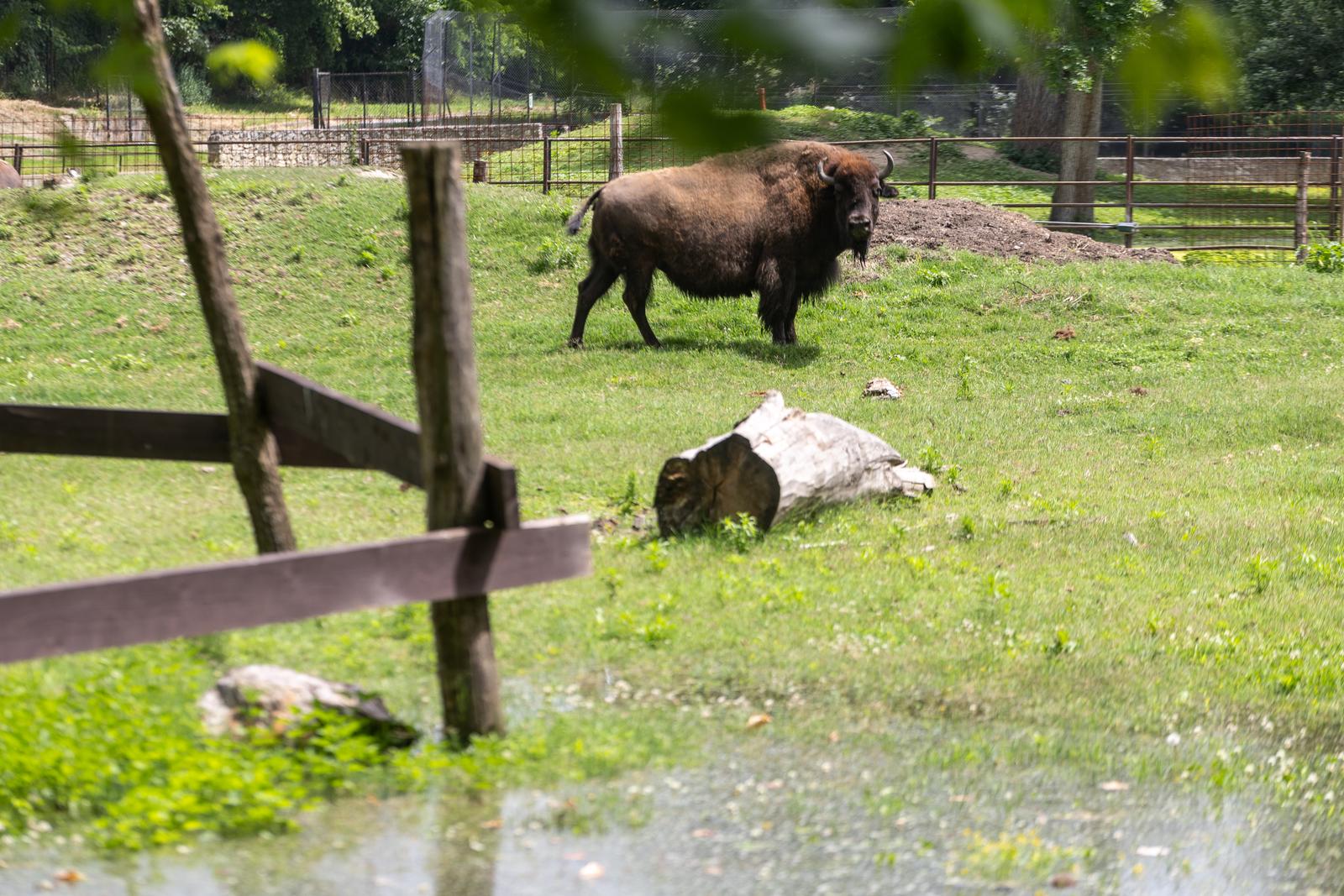 Preplavljeni osječki ZOO vrt intrigira životinje i posjetitelje