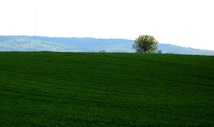 osijek_robert_marinkovic_41