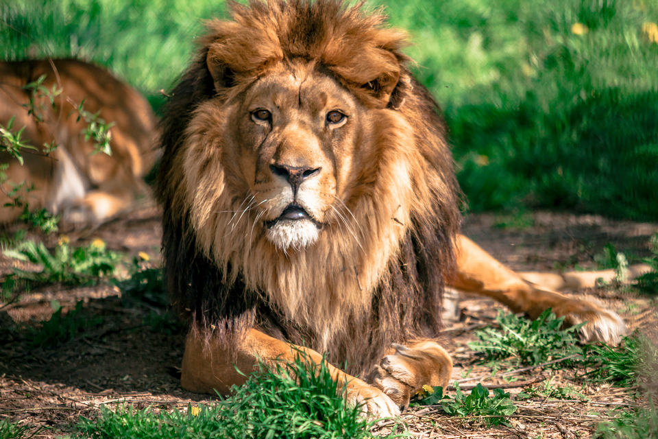 ZOO vrt  Osijek u proljeće