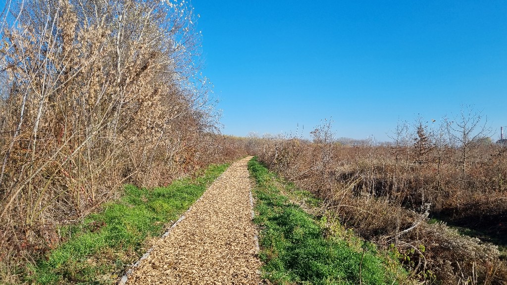 Šumica na lijevoj obali Drave