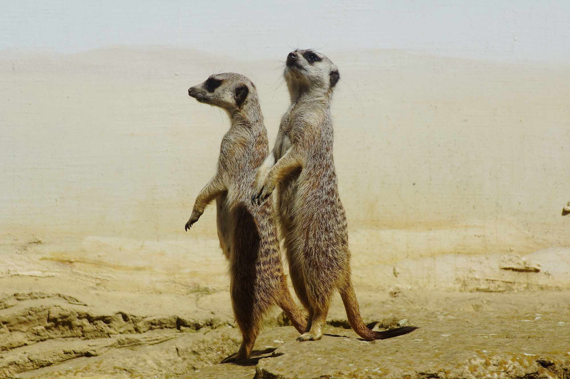 Grad na Dravi, Zoološki vrt i Kopački rit iz perspektive Tonija Šimunića