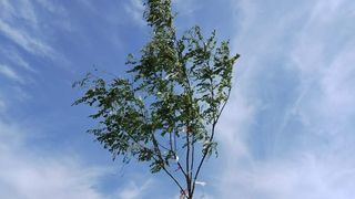 Image 6043225 (auto) Image 6043225 (auto)