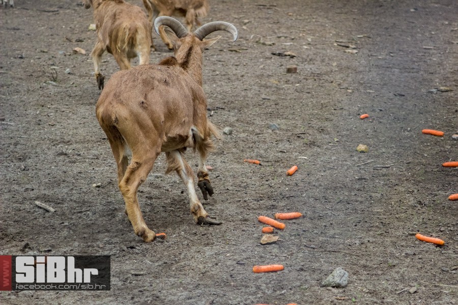 zoo_uskrs_2016_sibhr_156
