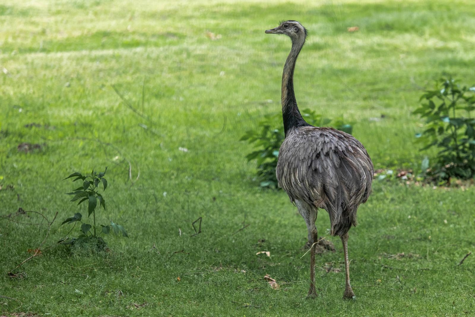 Novi stanovnici osječkog ZOO