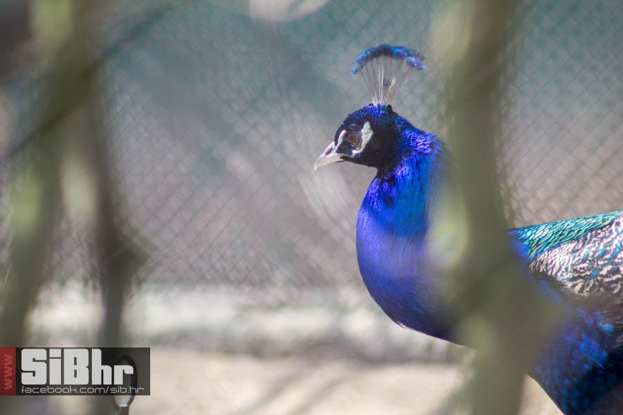 zoo_vrt_71