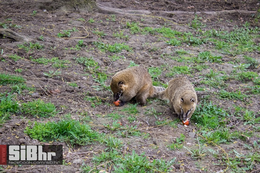 zoo_uskrs_2016_sibhr_35