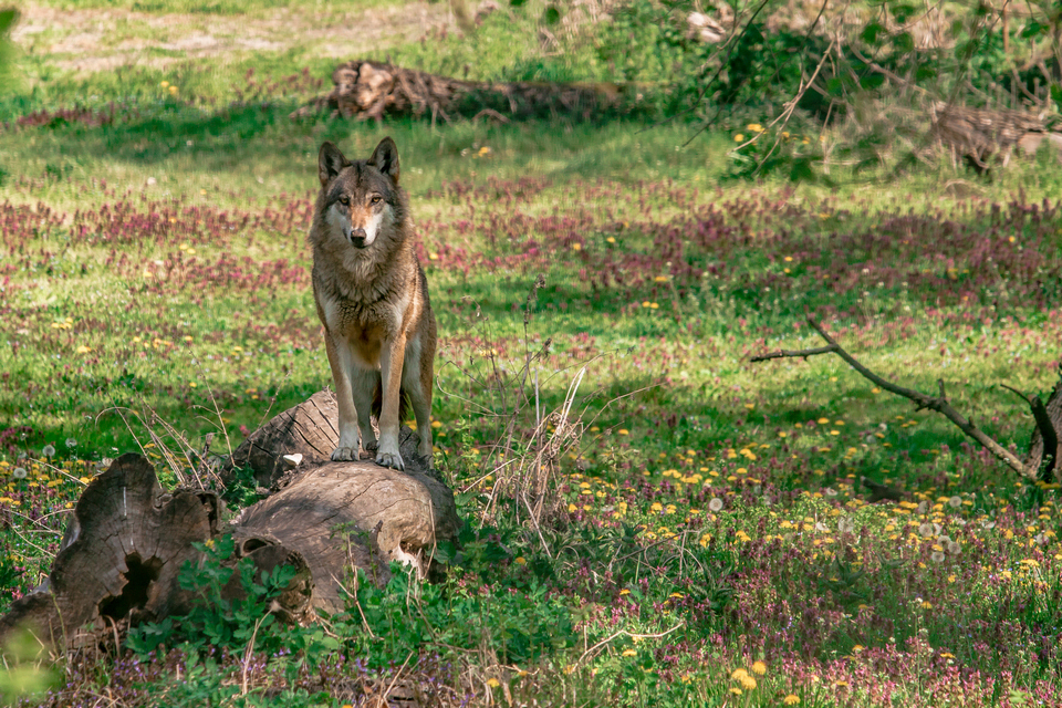 ZOO vrt  Osijek u proljeće
