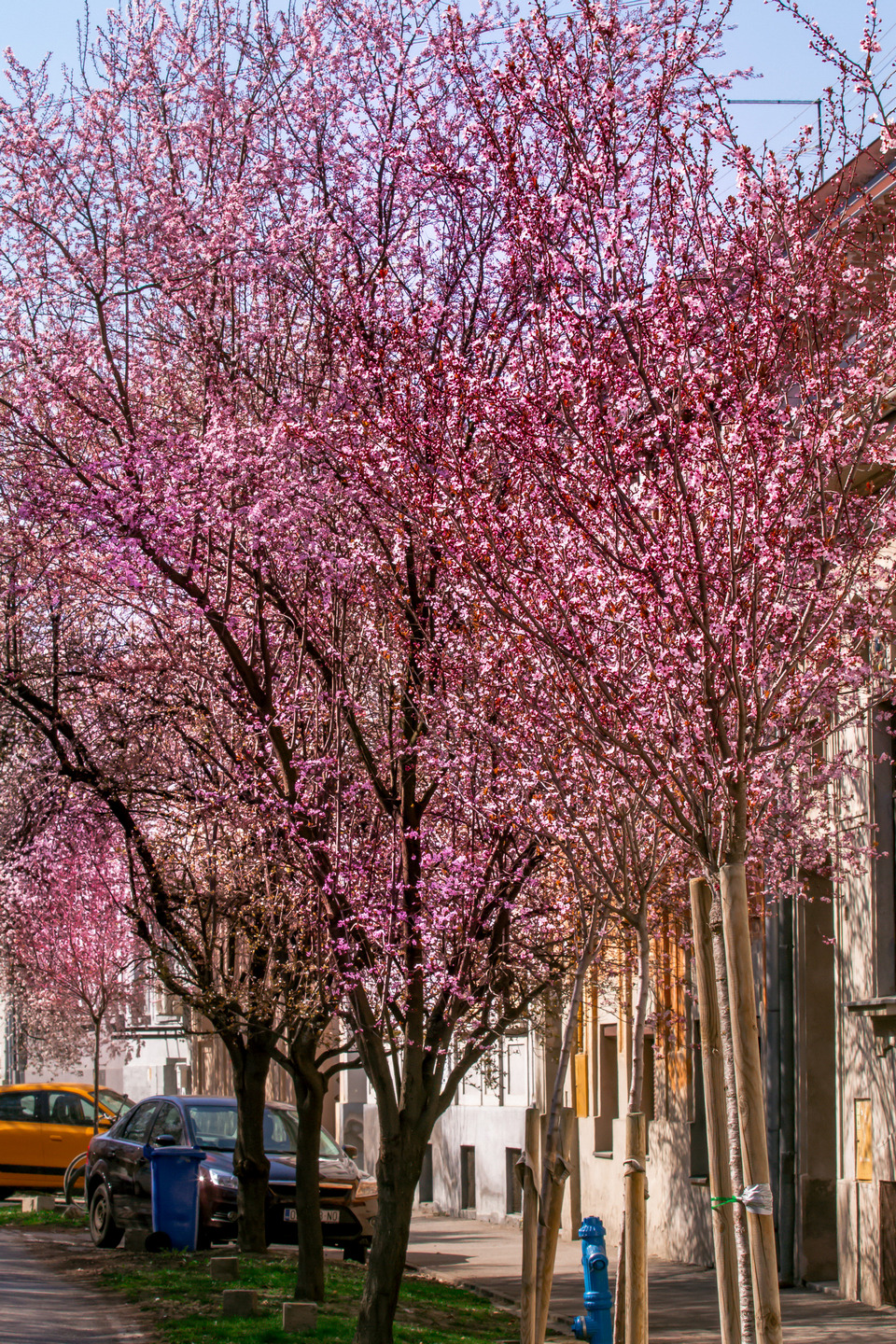 Ulica ringlova u Osijeku