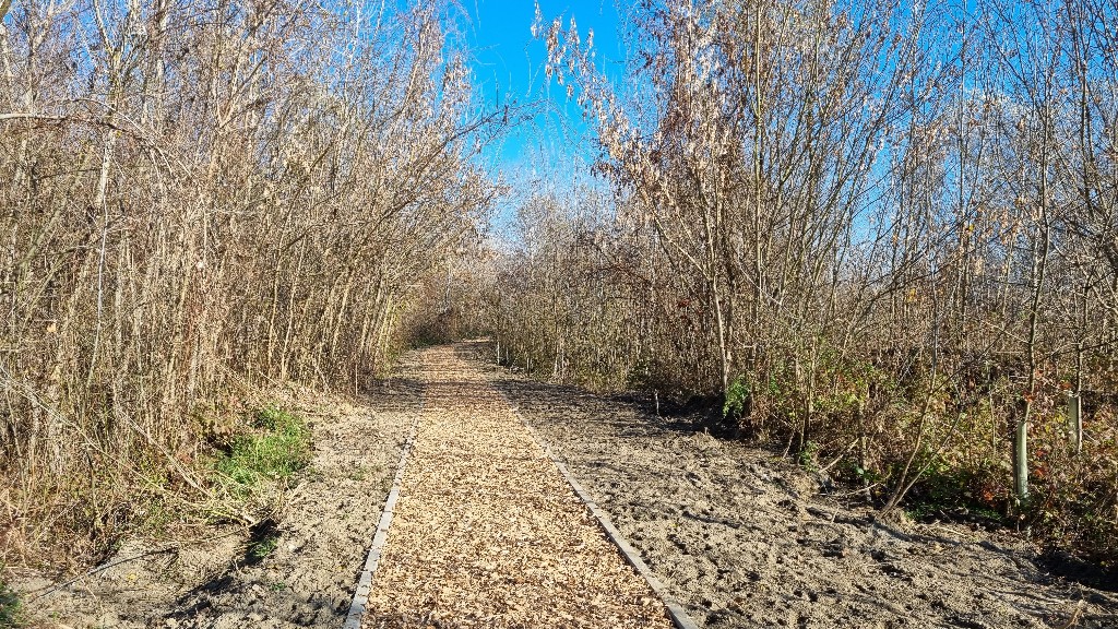 Šumica na lijevoj obali Drave