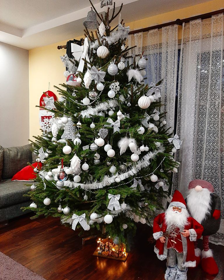 Borovi čitatelja portala SiB.hr