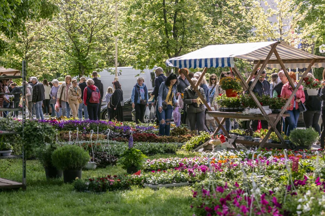 Festival_cvijeca_i_drveca_SiB_2025