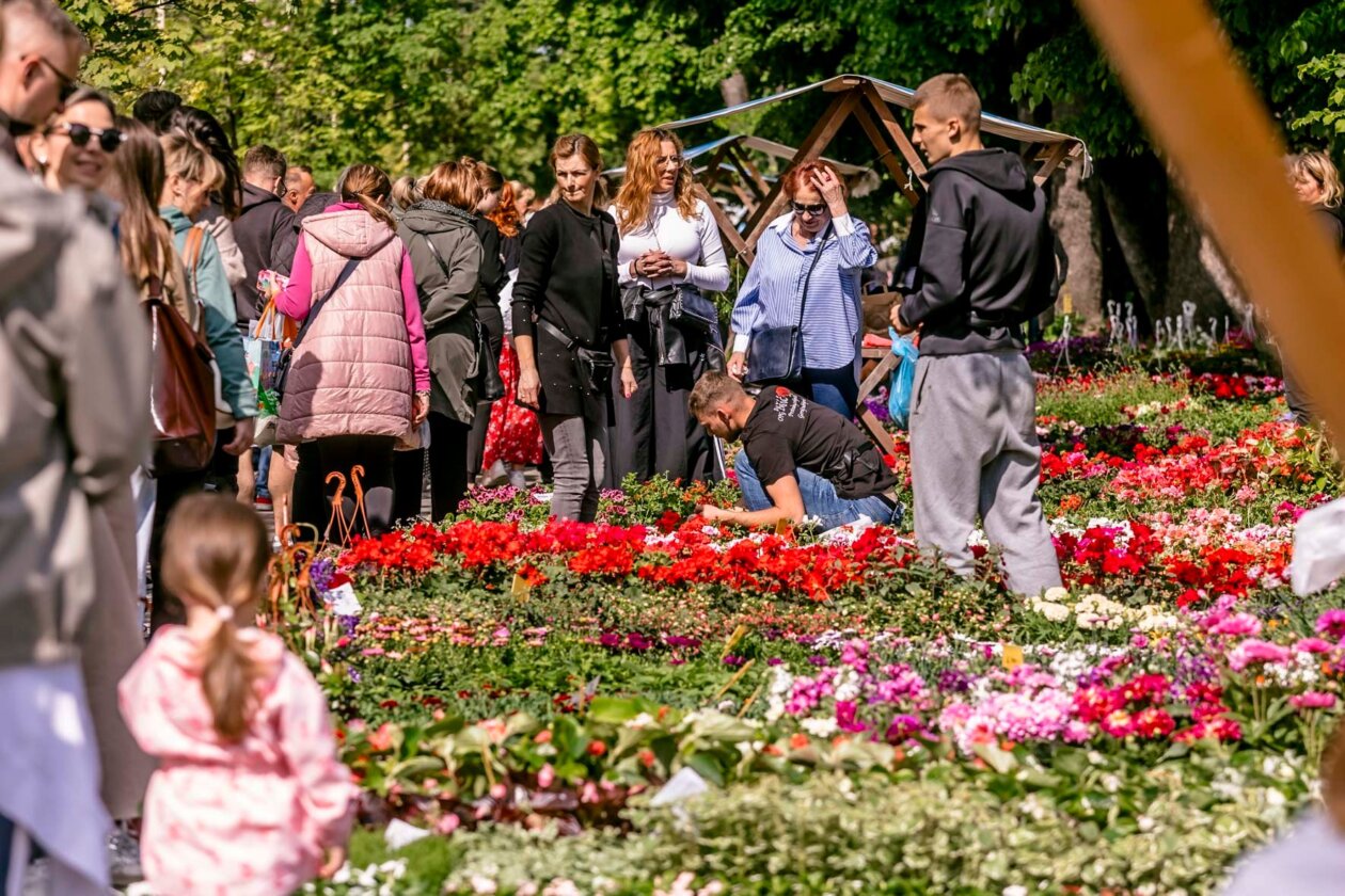 Festival_cvijeca_i_drveca_SiB_2025