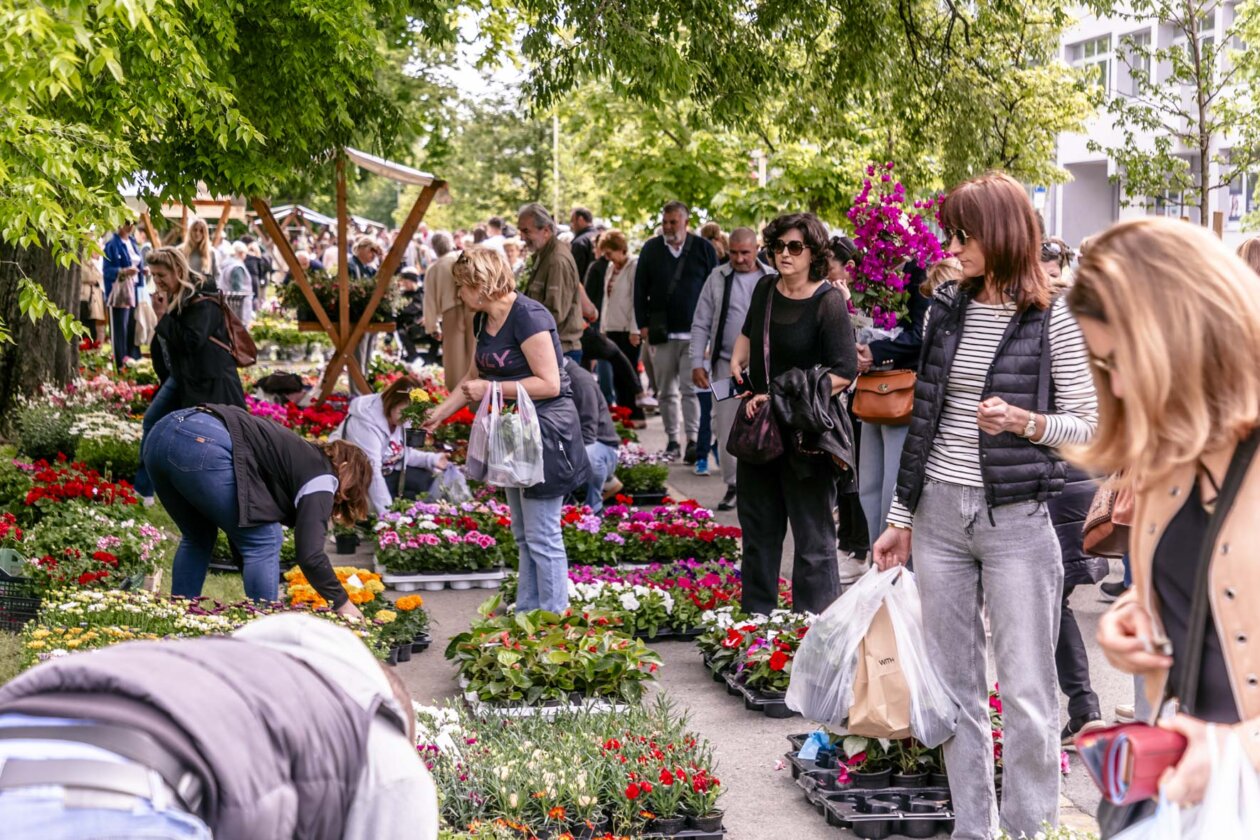 Festival_cvijeca_i_drveca_SiB_2025