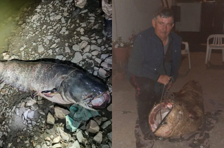 som od 103 kilograma