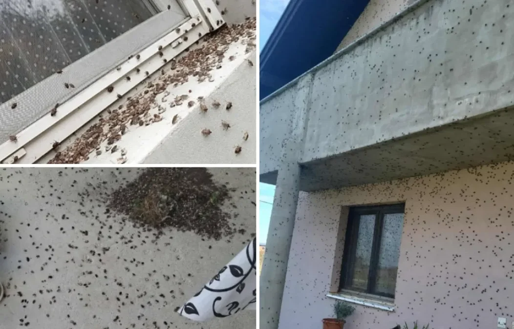 najezda smrdljivih martina