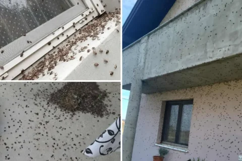 najezda smrdljivih martina najezda smrdljivih martina