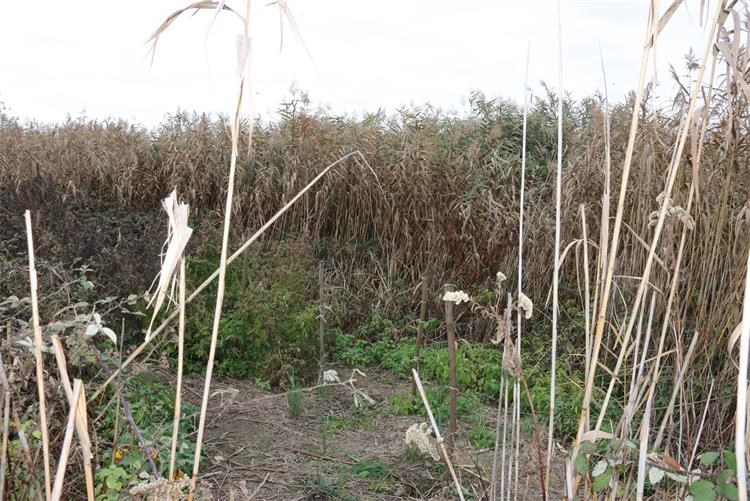 polje marihuane polje marihuane