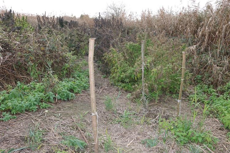 polje marihuane polje marihuane